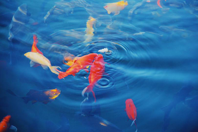 沈阳公墓风水学中什么样的流水被称为“金鱼水”
