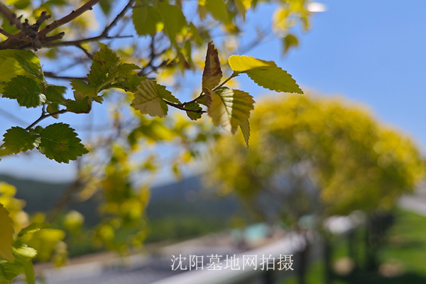 提升沈阳十佳墓园殡仪服务人员的职业素养