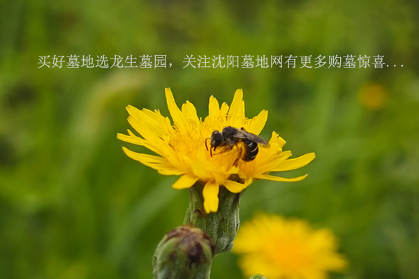 沈阳十大墓园排名：龙生墓园——正规生态墓园的典范