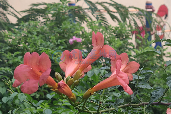 沈阳陵园骨灰处理方式多样,倡导绿色生态安葬! 沈阳陵园骨灰处理方式多样,倡导绿色生态安葬!